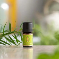 Teebaumöl Bio 10 ml naturrein mit Teebaumzweig...